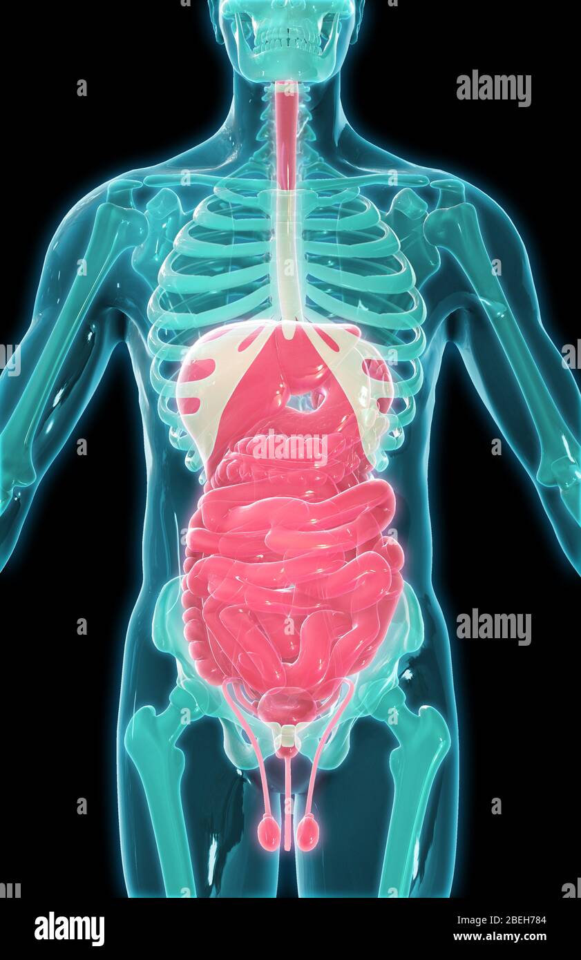 Organos Abdominales