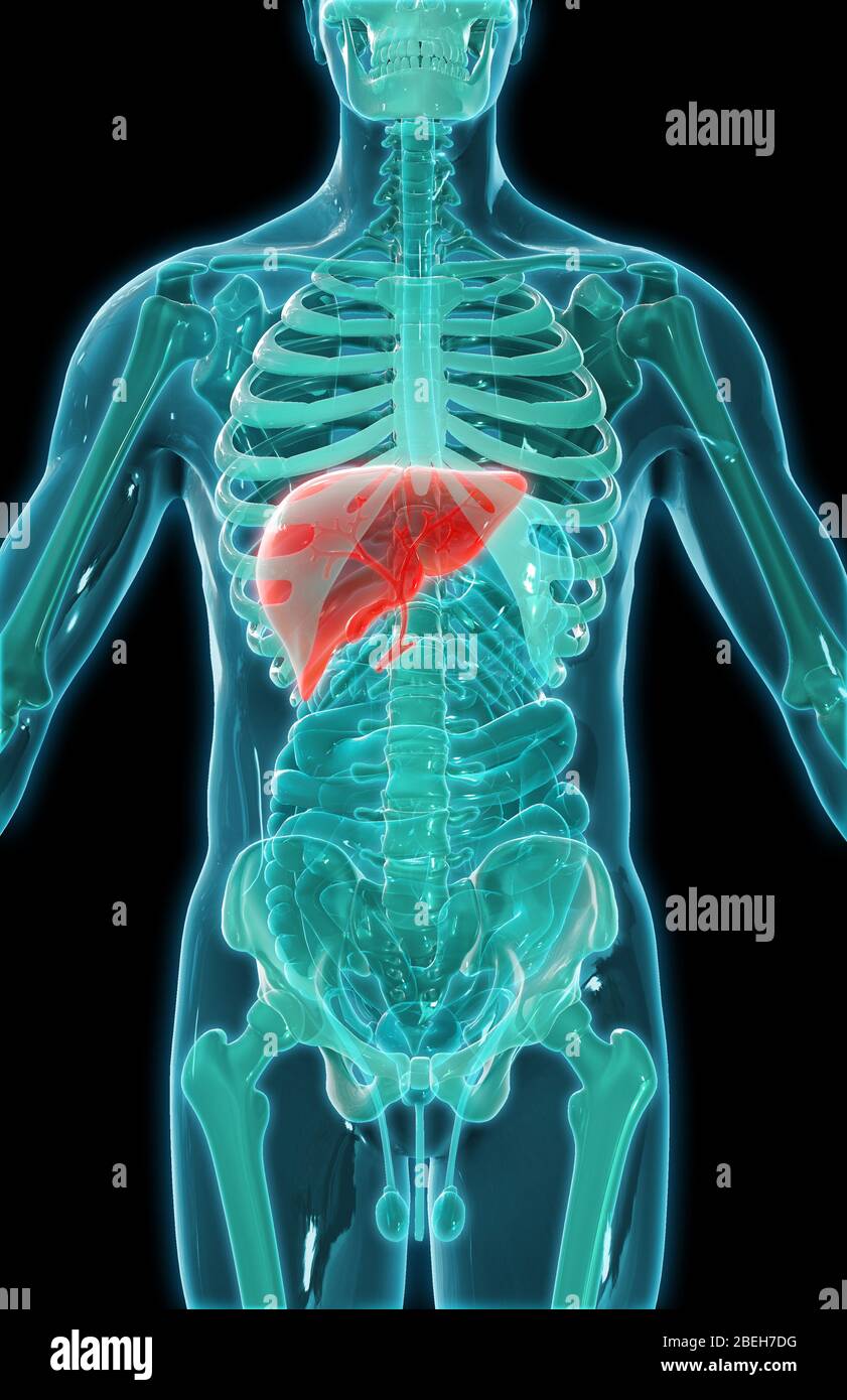 Órganos abdominales, Ilustración Foto de stock