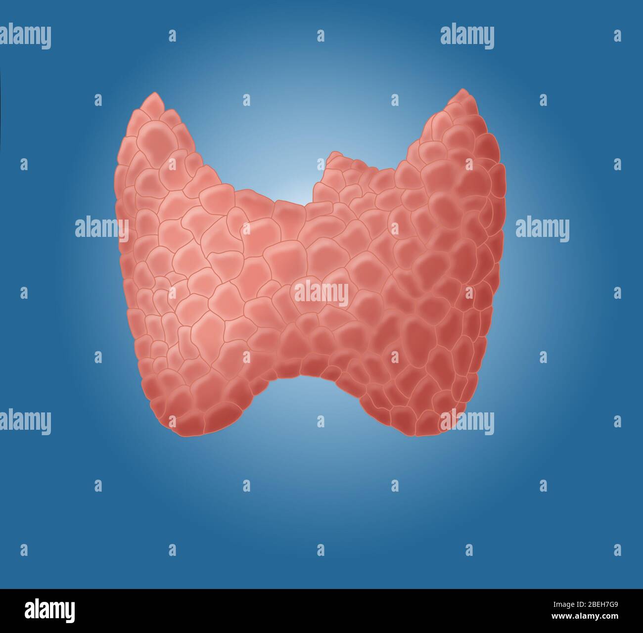 Ilustración anatómica de la glándula tiroides. Foto de stock