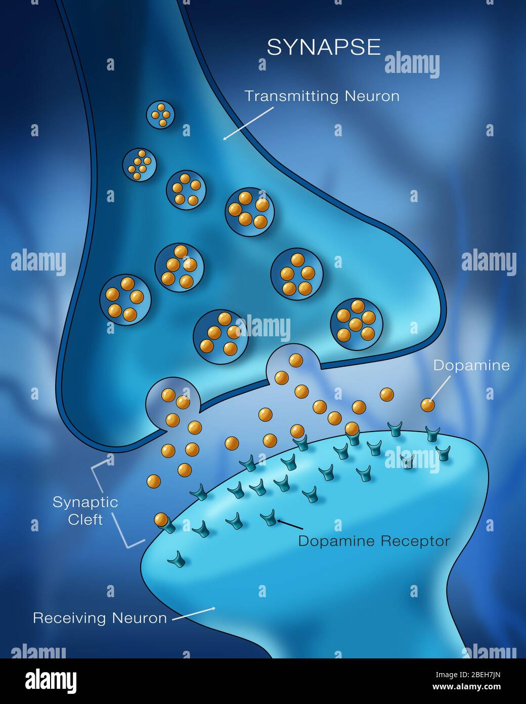 Anatomía de la sinapsis neurona Fotografía de stock - Alamy