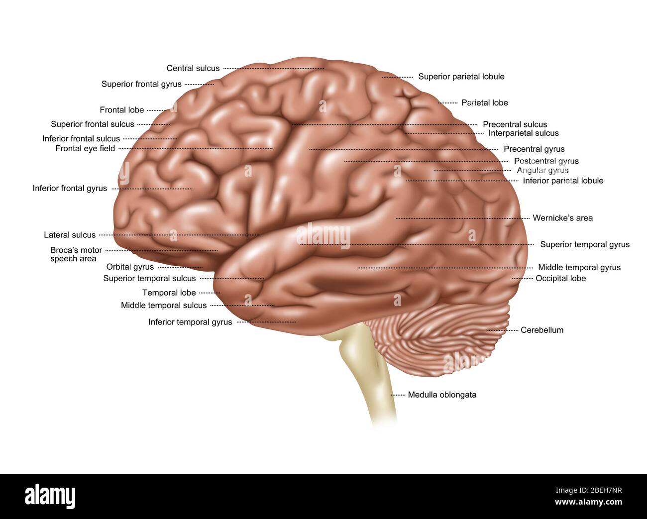 diagrama del lado izquierdo del cerebro