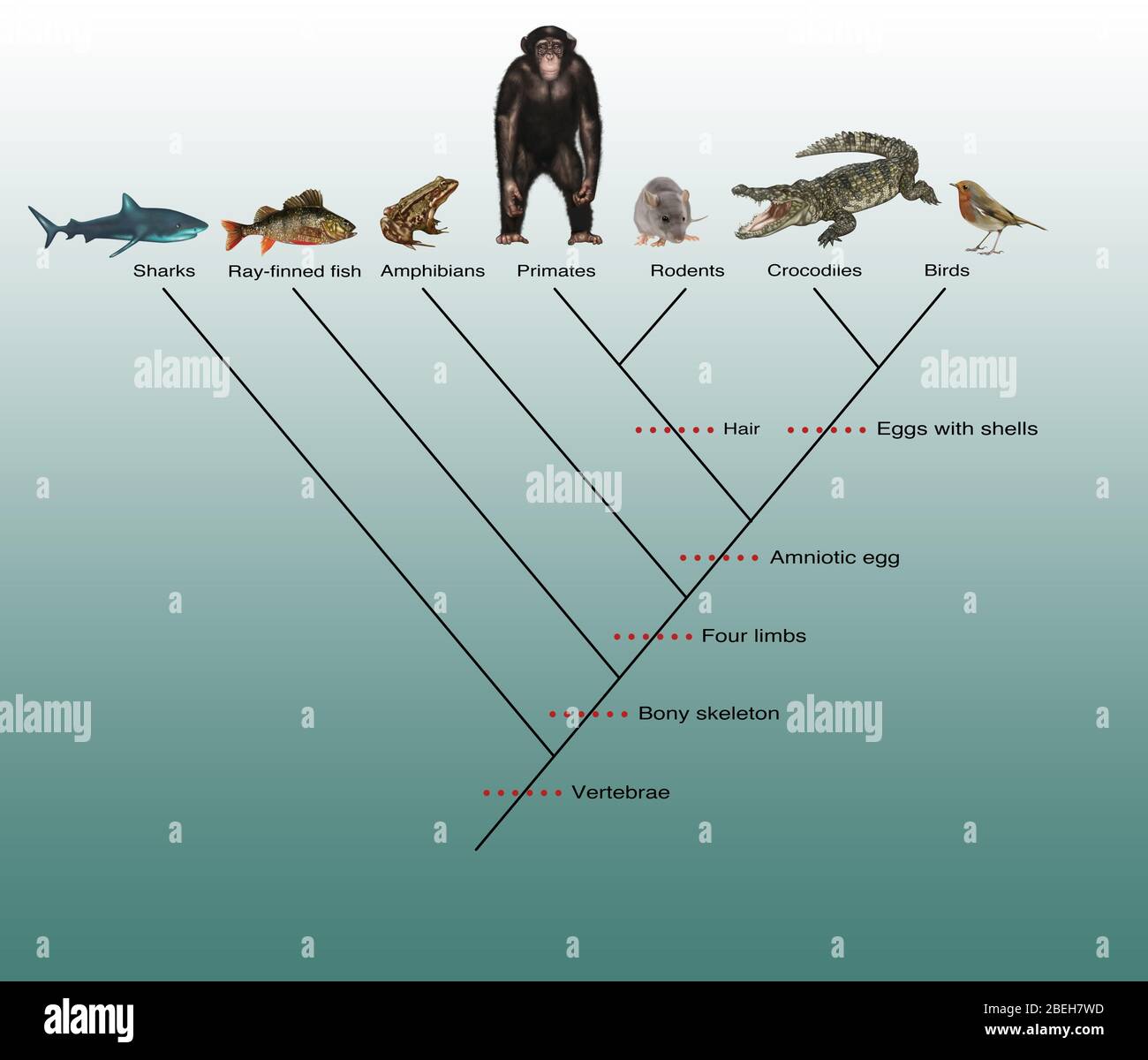 cladograma de invertebrados