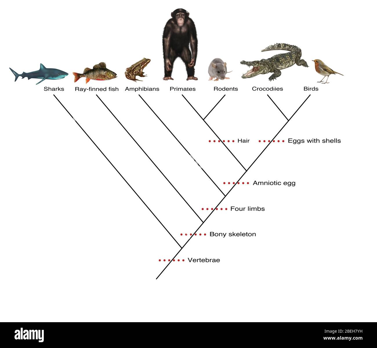El cladograma fotografías e imágenes de alta resolución Alamy