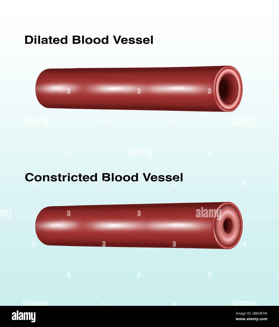 Constricción y dilatación de los vasos sanguíneos Fotografía de stock -  Alamy