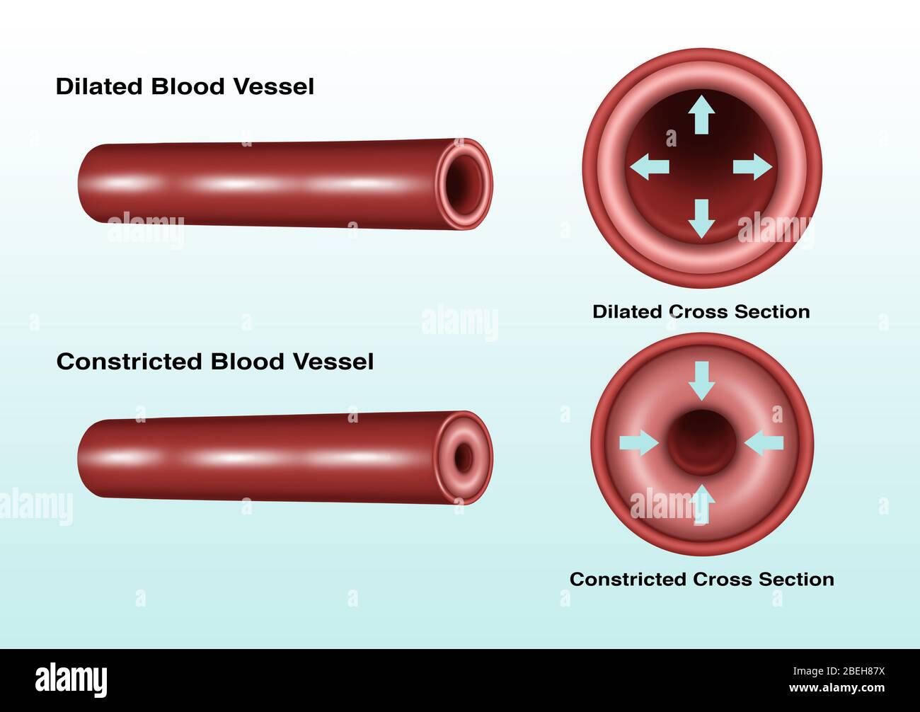 Constricción y dilatación de los vasos sanguíneos Fotografía de stock -  Alamy