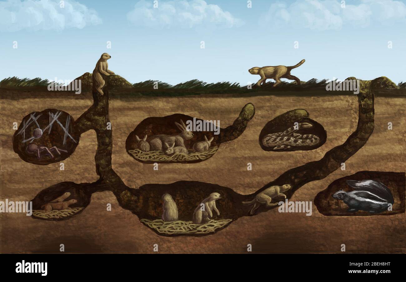 Los animales de la pradera fotografías e imágenes de alta resolución