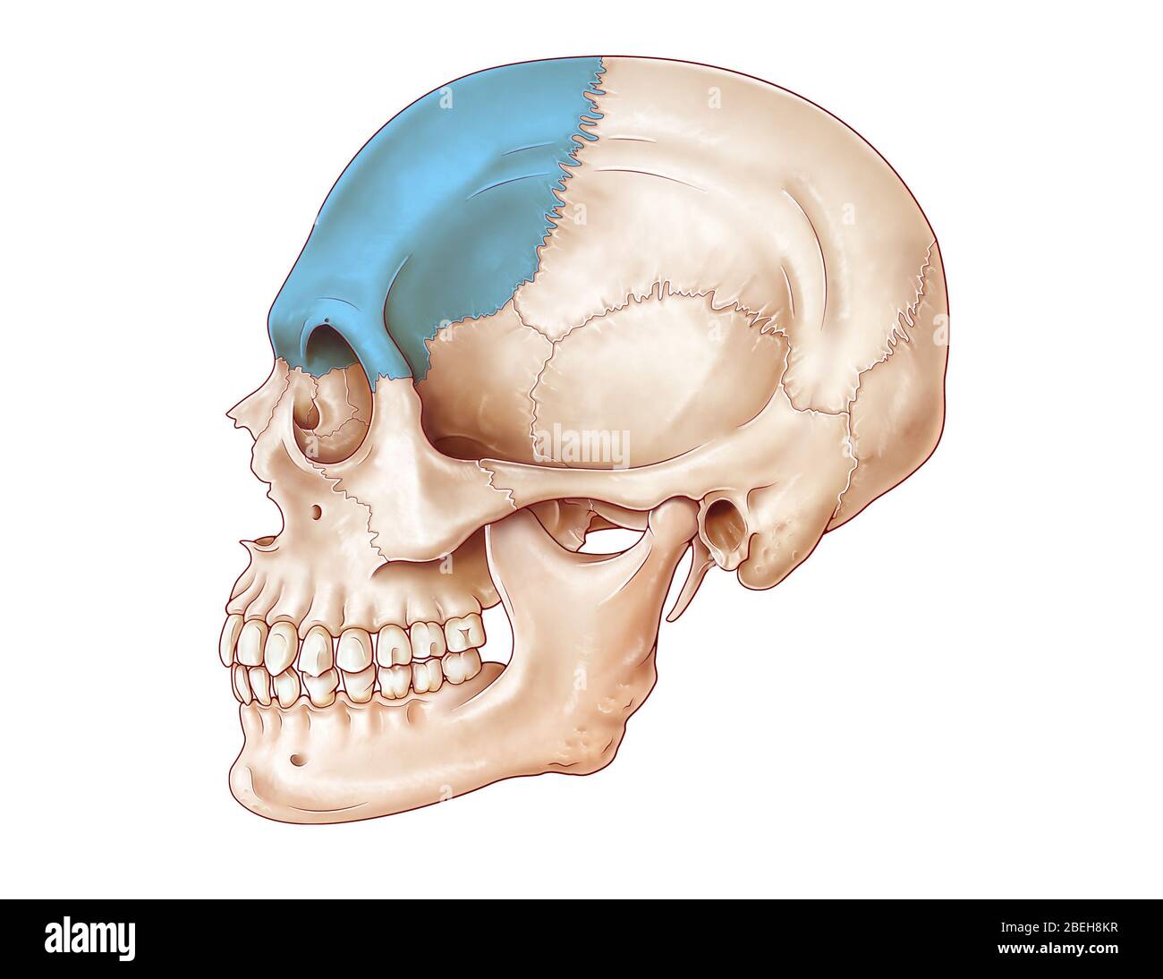 Hueso frontal fotografías e imágenes de alta resolución - Alamy Hueso frontal fotografías e imágenes de alta resolución - Alamy