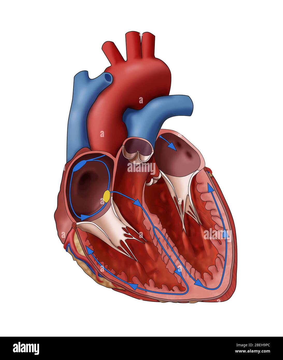 Sistema eléctrico normal del corazón, ilustración Foto de stock