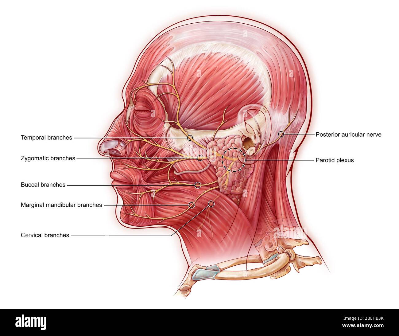 Facial nerve fotografías e imágenes de alta resolución - Alamy