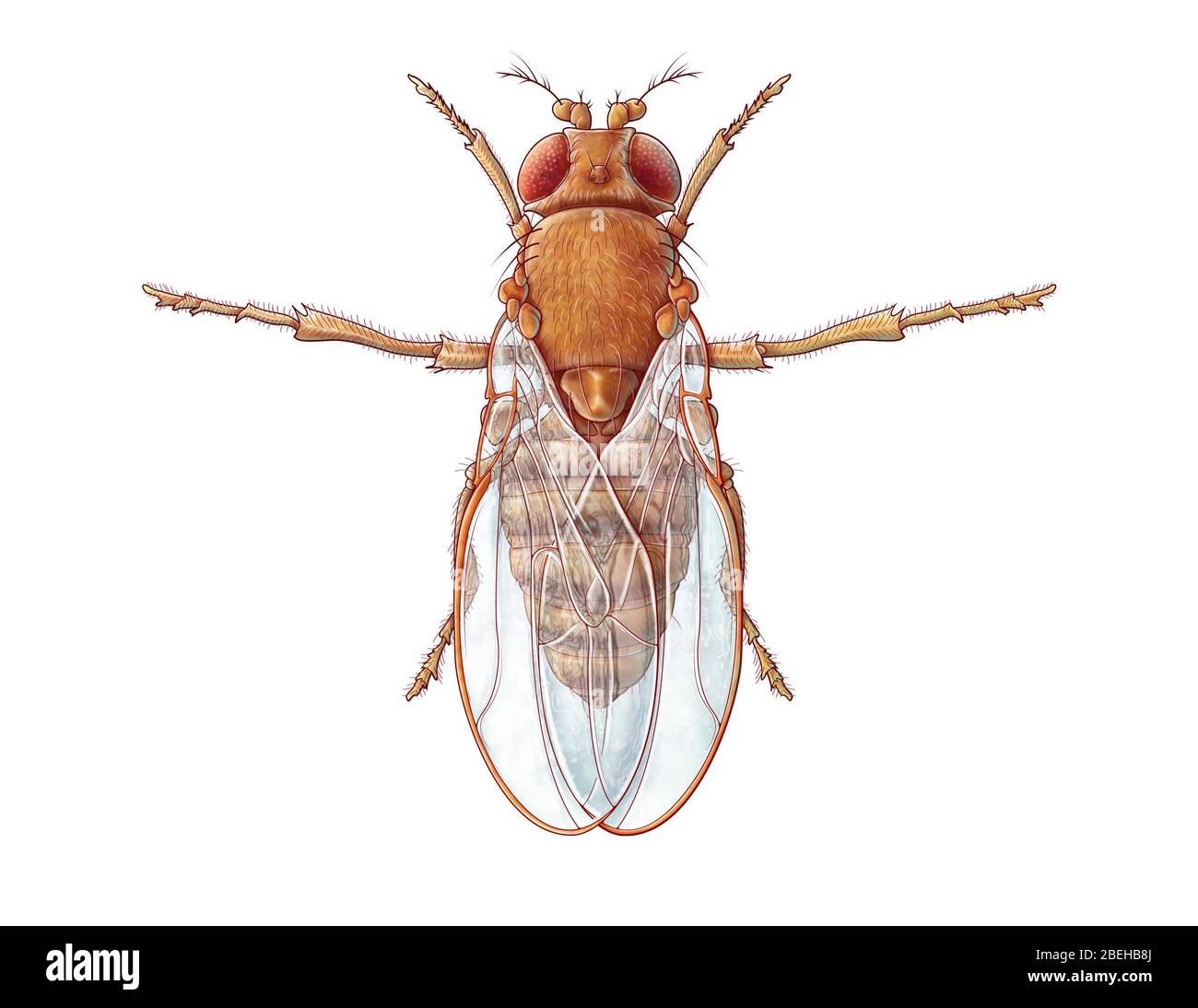 Ilustración de la mosca común de la fruta, también conocida como Drosophila melanogaster. Aunque las moscas de la fruta son plagas comunes en el hogar, también las usan los investigadores para estudiar genética, fisiología, patología y evolución. Foto de stock