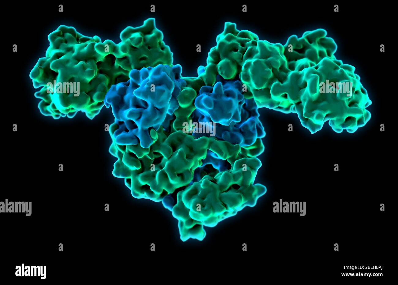 Un modelo molecular de la enzima bacteriana Thermus thermophilophilus Phenylalanil-tRNA sintetasa (PheRS). PheRS cataliza la transferencia de fenilalanina a tRNA durante la síntesis de proteínas en bacterias, y se ha convertido en un objetivo de interés en la terapia antibacteriana al inhibir el crecimiento y desarrollo de bacterias resistentes a antibióticos. Foto de stock