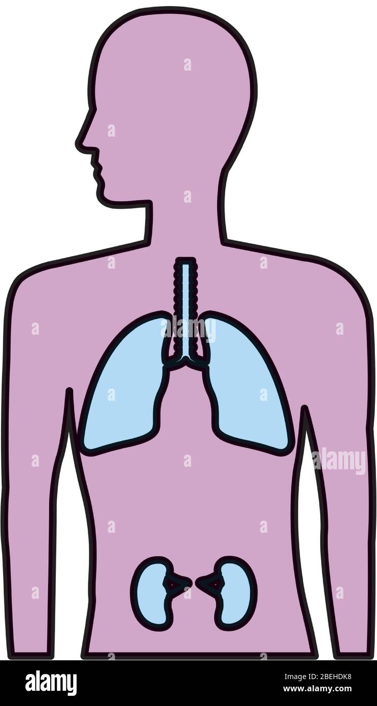 anatomía humana con pulmones y riñones Imagen Vector de stock Alamy
