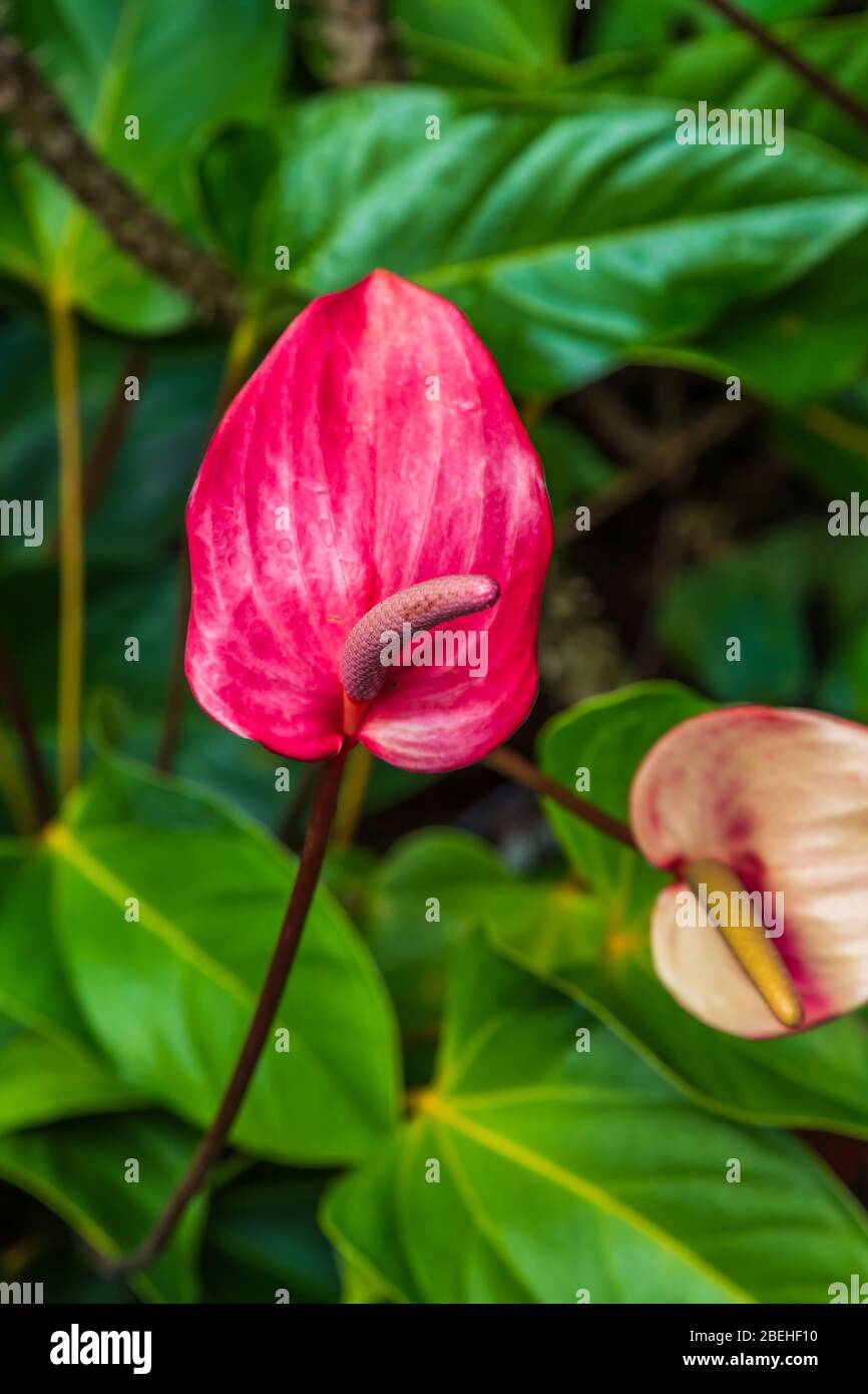 Anthurium, el género más grande de la familia arum, Araceae. Los nombres comunes generales incluyen anturio, coxis, flamígor y laceleaf. Foto de stock