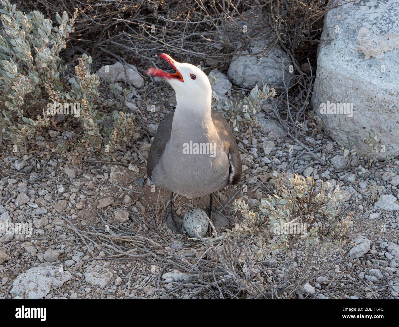 Gaviota de Heermann (Larus heermanni), defendiendo nido en sitio de anidado en Isla Rasa, Baja California, México. Foto de stock