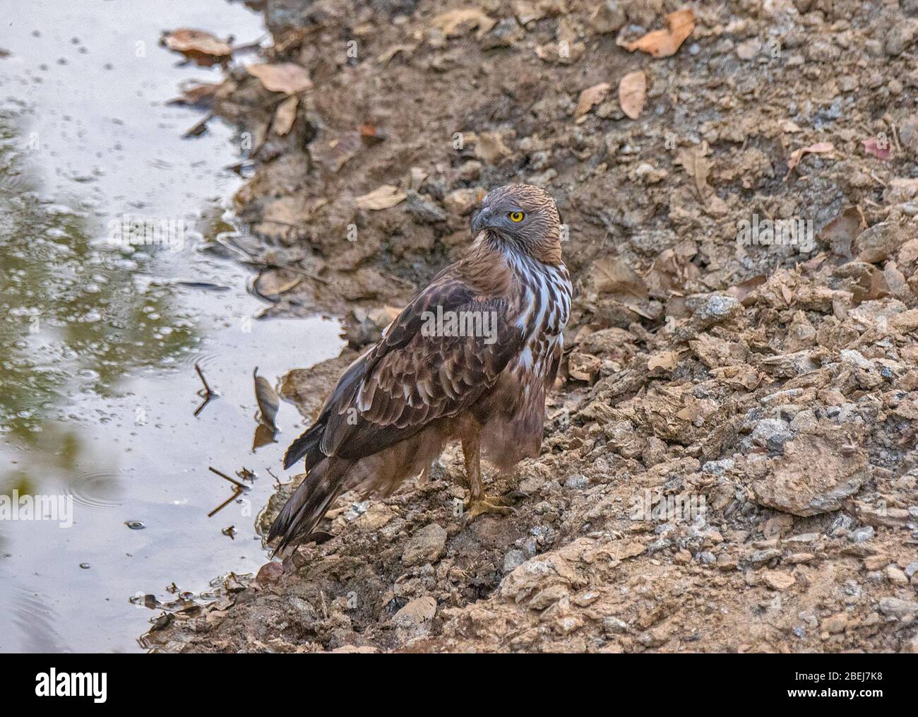 Un águila halcón cambiable en el Parque Nacional Kanha, Madhya Pradesh, India Foto de stock