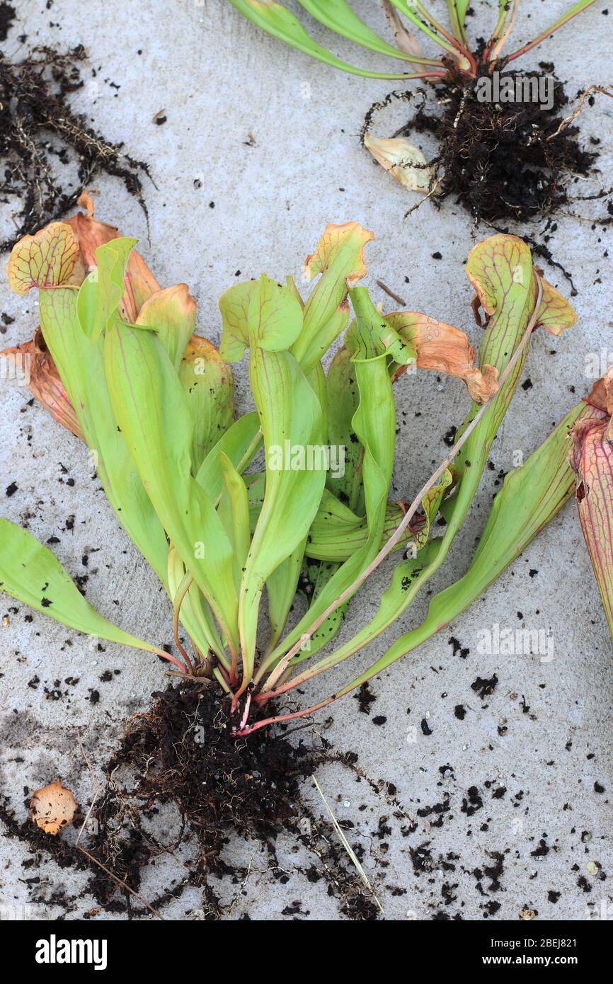 Cerca de las plantas jarro amarillo Canivorous Foto de stock