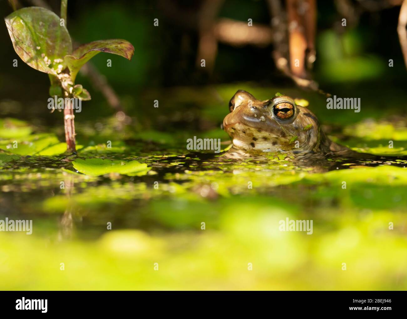 Una rana común (Rana temporaria) se encuentra sumergida a la mitad en un estanque de jardín de Warwickshire Foto de stock
