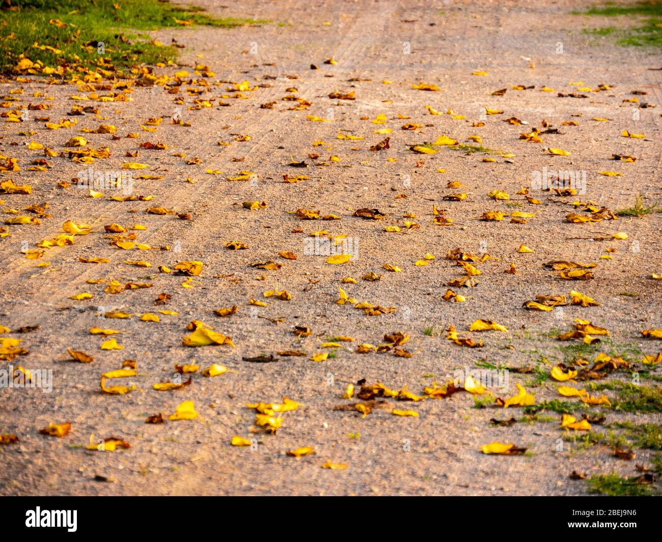 Detalle de hojas secas en la ronda. Antecedentes. Foto de stock