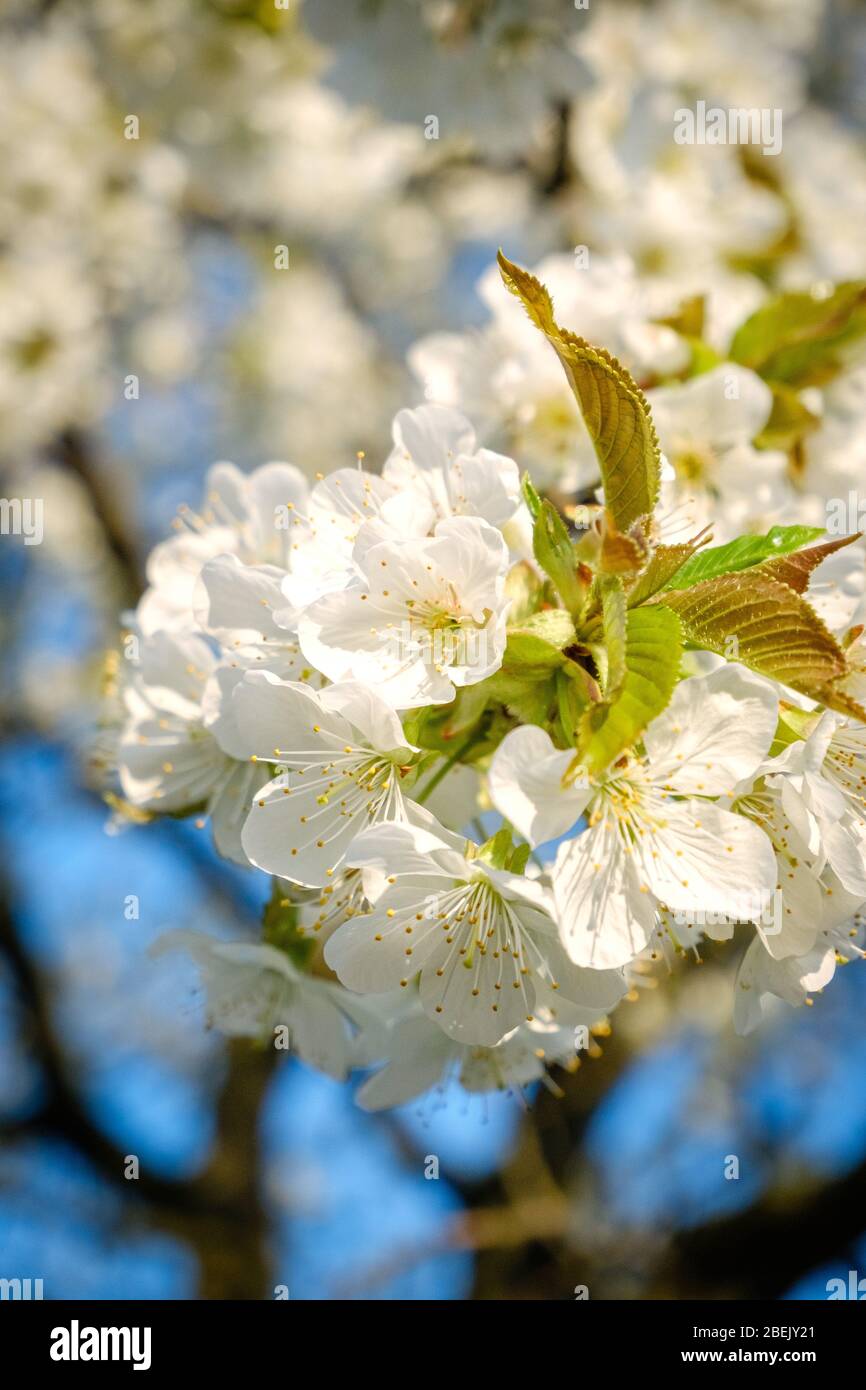 el hermoso cerezo blanco florece sobre un cielo azul con colores radiantes y una corta profundidad de campo Foto de stock