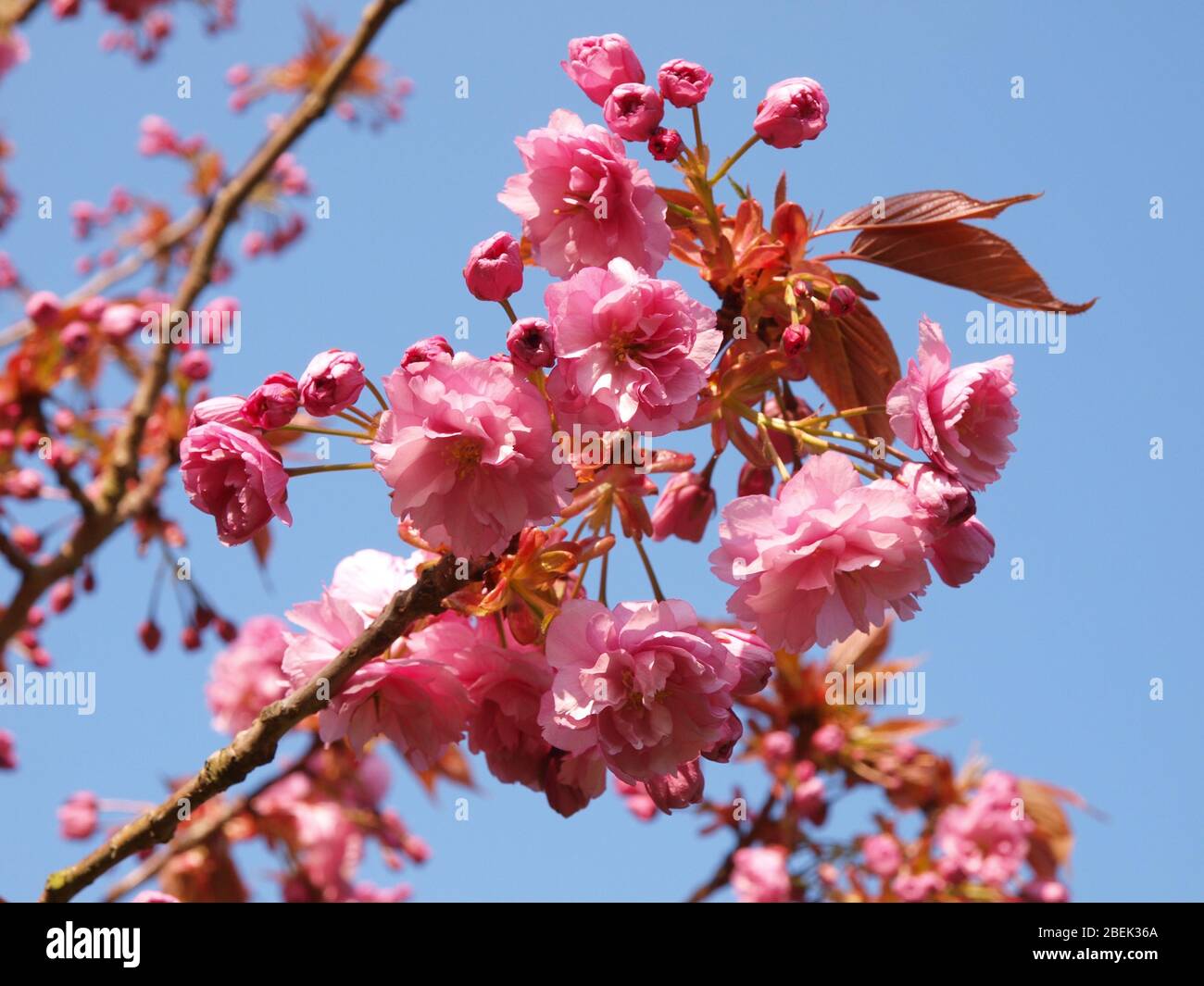 Pink Cherry Blossom Foto de stock