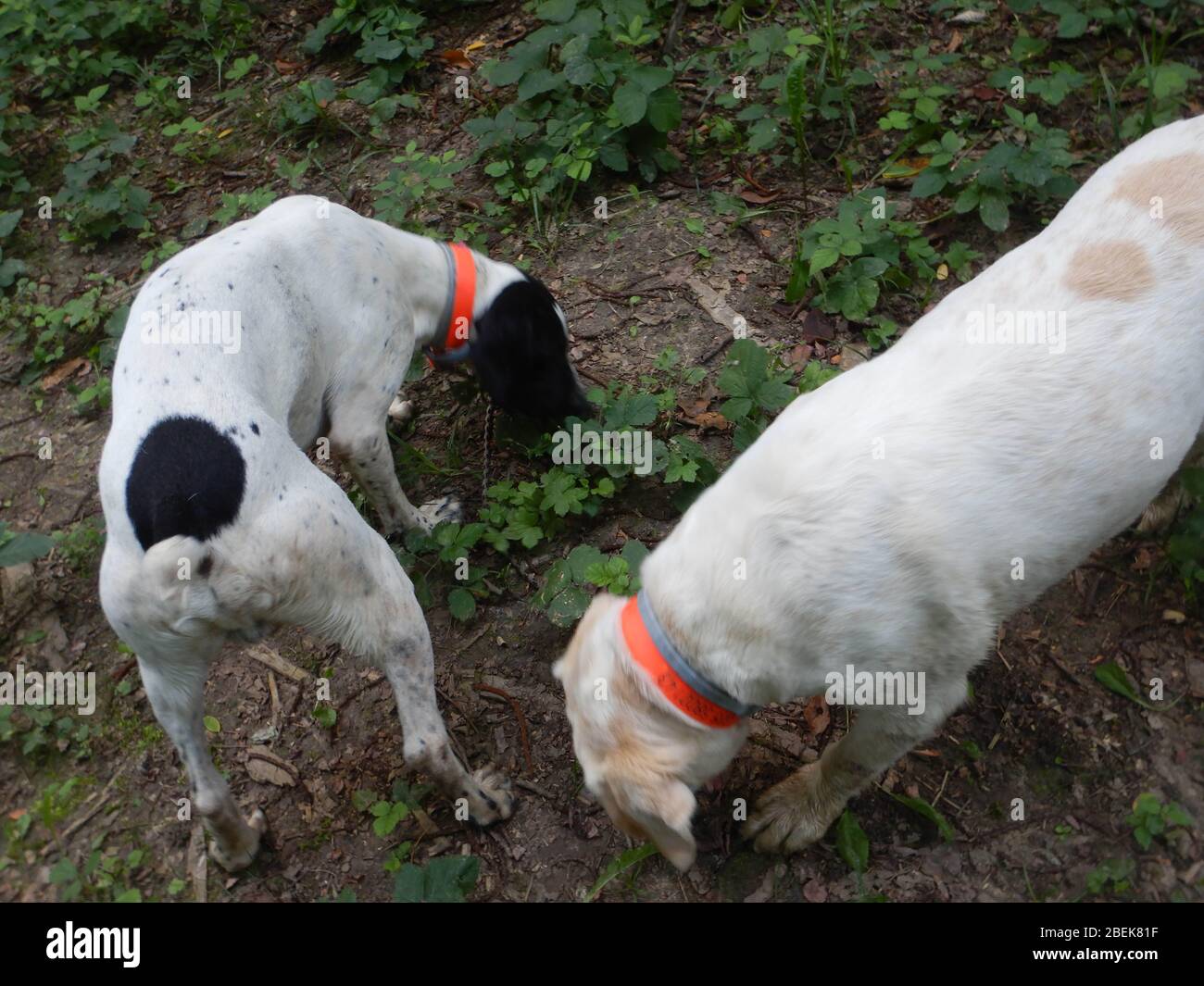 Trufas perros está buscando trufa en el Langhe, Piedmony - Italia  Fotografía de stock - Alamy