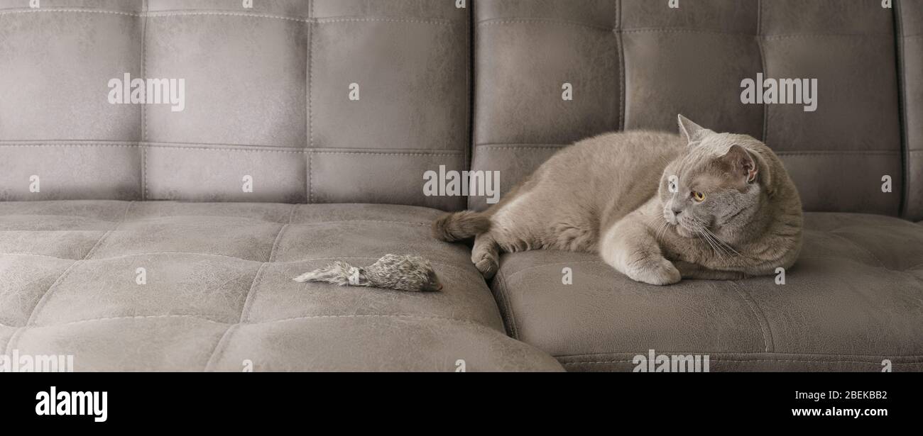 Un gato gris británico de Shortair se encuentra en un sofá y juega con un ratón de juguete en el interior. Mascotas, entretenimiento, juegos, salud. Foto de stock