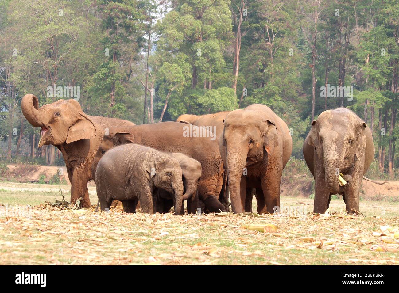 Rebaño de elefantes asiáticos, Tailandia Foto de stock