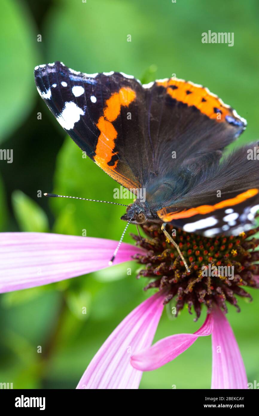 Macro primavera rojo almirante naranja y negro mariposa en la naturaleza Foto de stock