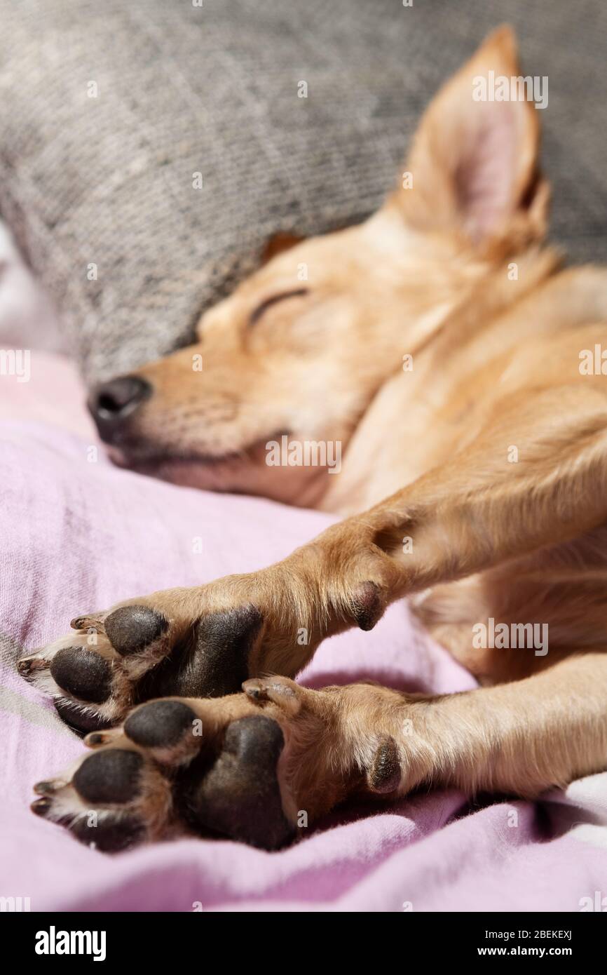 Patas primer plano de un lindo perro durmiendo en un sofá. Mascotas, perros  y conceptos de anatomía animal Fotografía de stock - Alamy