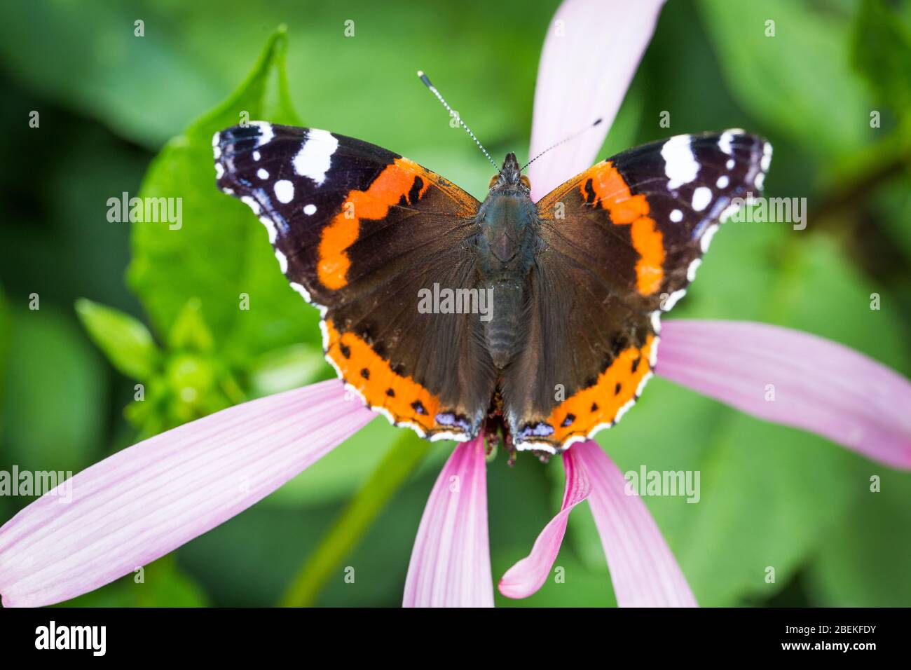 Macro primavera rojo almirante naranja y negro mariposa en la naturaleza Foto de stock