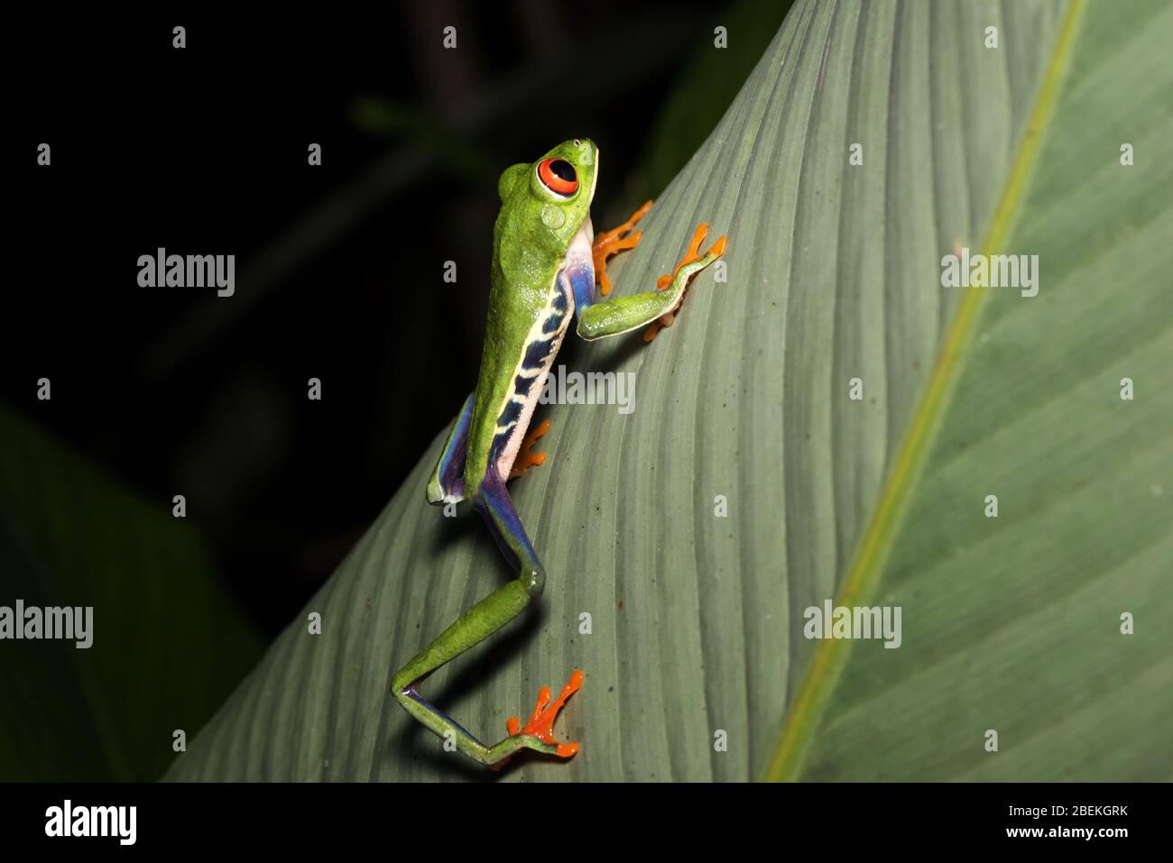 Fotografía nocturna de una rana de ojos rojos o una rana de hojas, o una rana de hojas de gaudy (Agalychnis callidryas) posando sobre un tallo de una planta tropical. Costa Rica. Foto de stock
