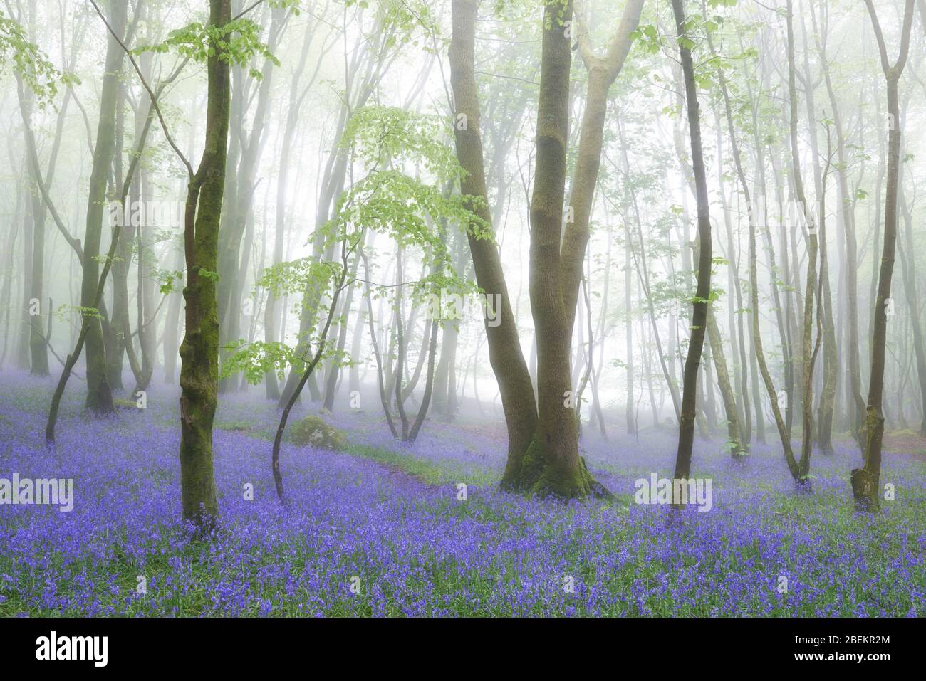 Misty Bluebell Woods, Cornwall Foto de stock