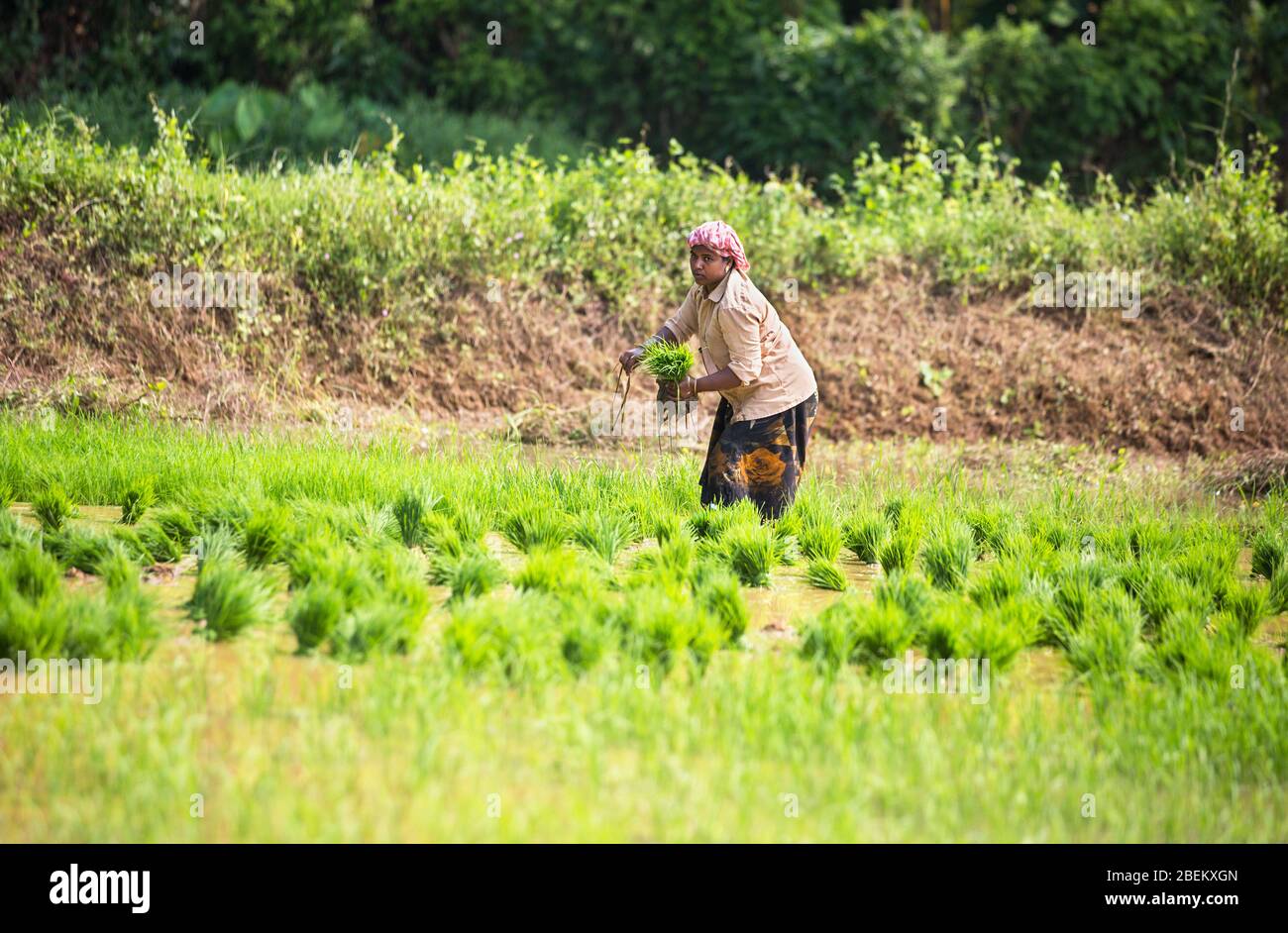 Las mujeres que trabajan en los campos de arroz en el sur de la India, Kerala, India,Asia,la agricultura en India, Kerala, el cultivo de arroz, Pradeep subramanian Foto de stock