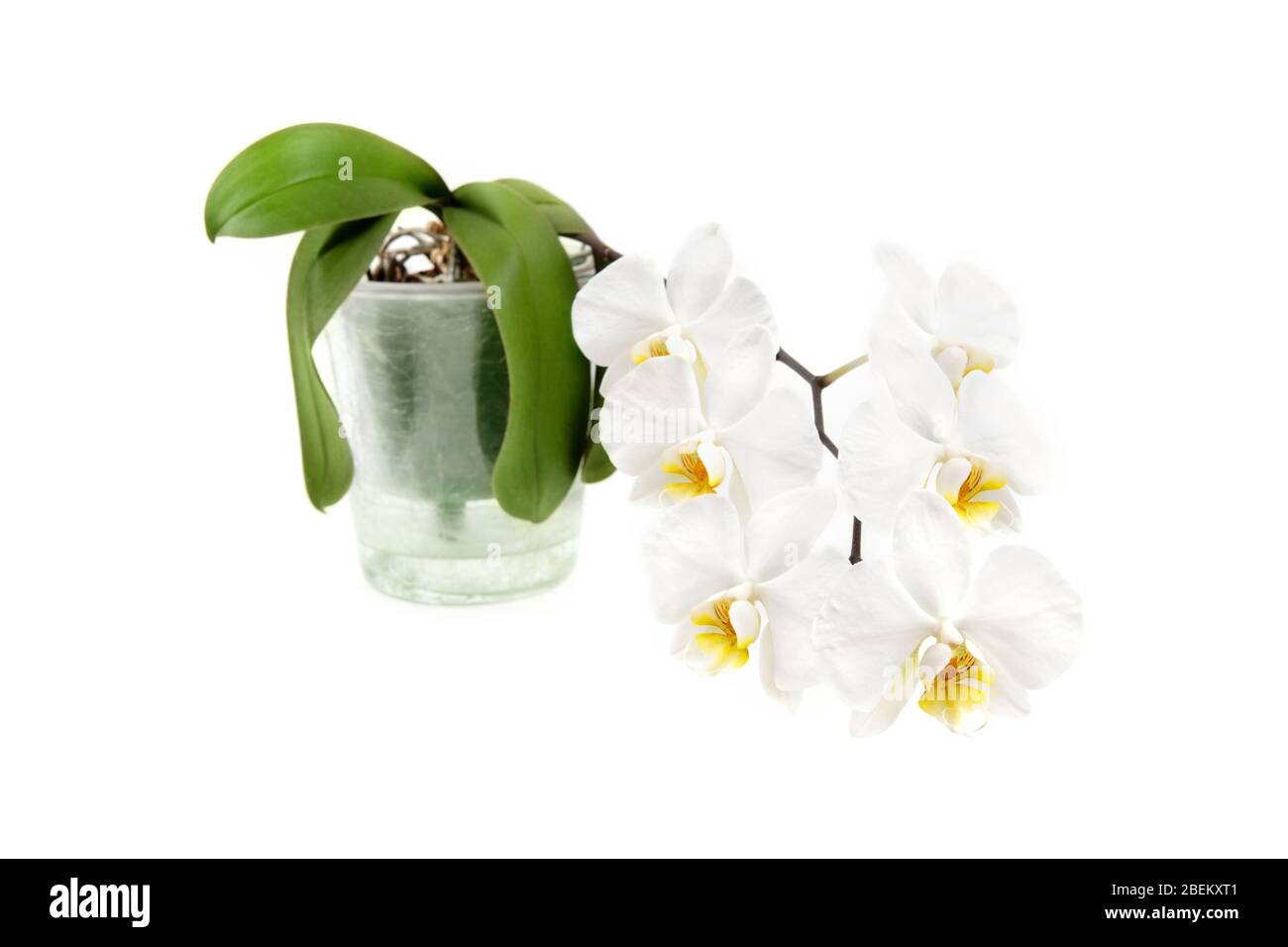 Flor de orquídeas blancas en flor en una maceta de vidrio sin soporte  aislado en blanco. Estudio de una planta de casa popular Fotografía de  stock - Alamy