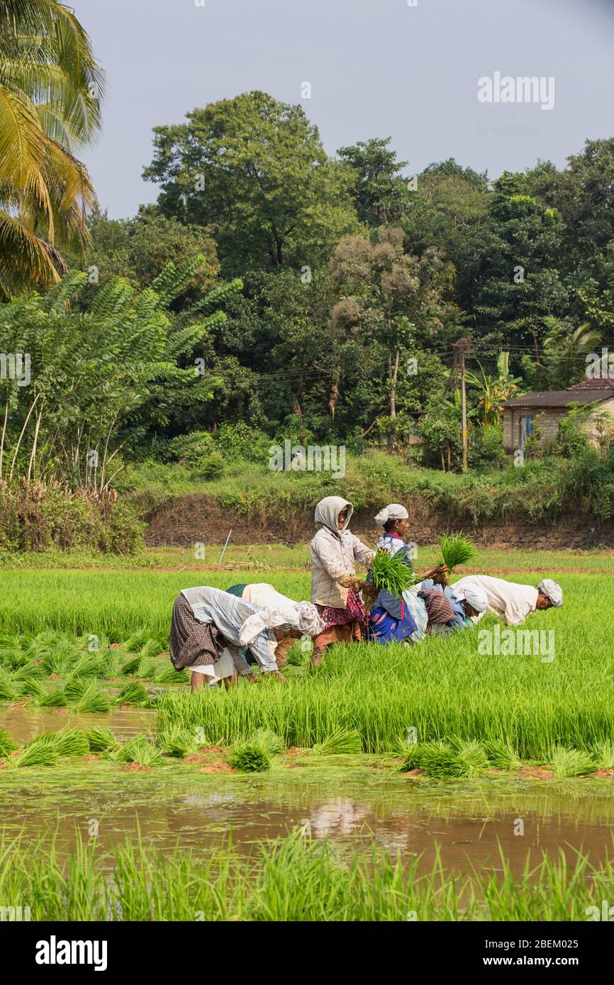 Las mujeres que trabajan en los campos de arroz en el sur de la India, Kerala, India,Asia,la agricultura en India, Kerala, el cultivo de arroz, Pradeep subramanian Foto de stock