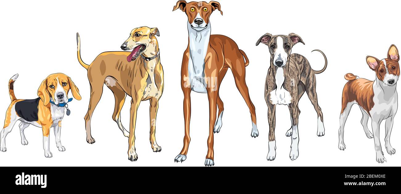 Vector conjunto de perros raza italiana Greyhound, perro de caza Basenji y Beagle Ilustración del Vector