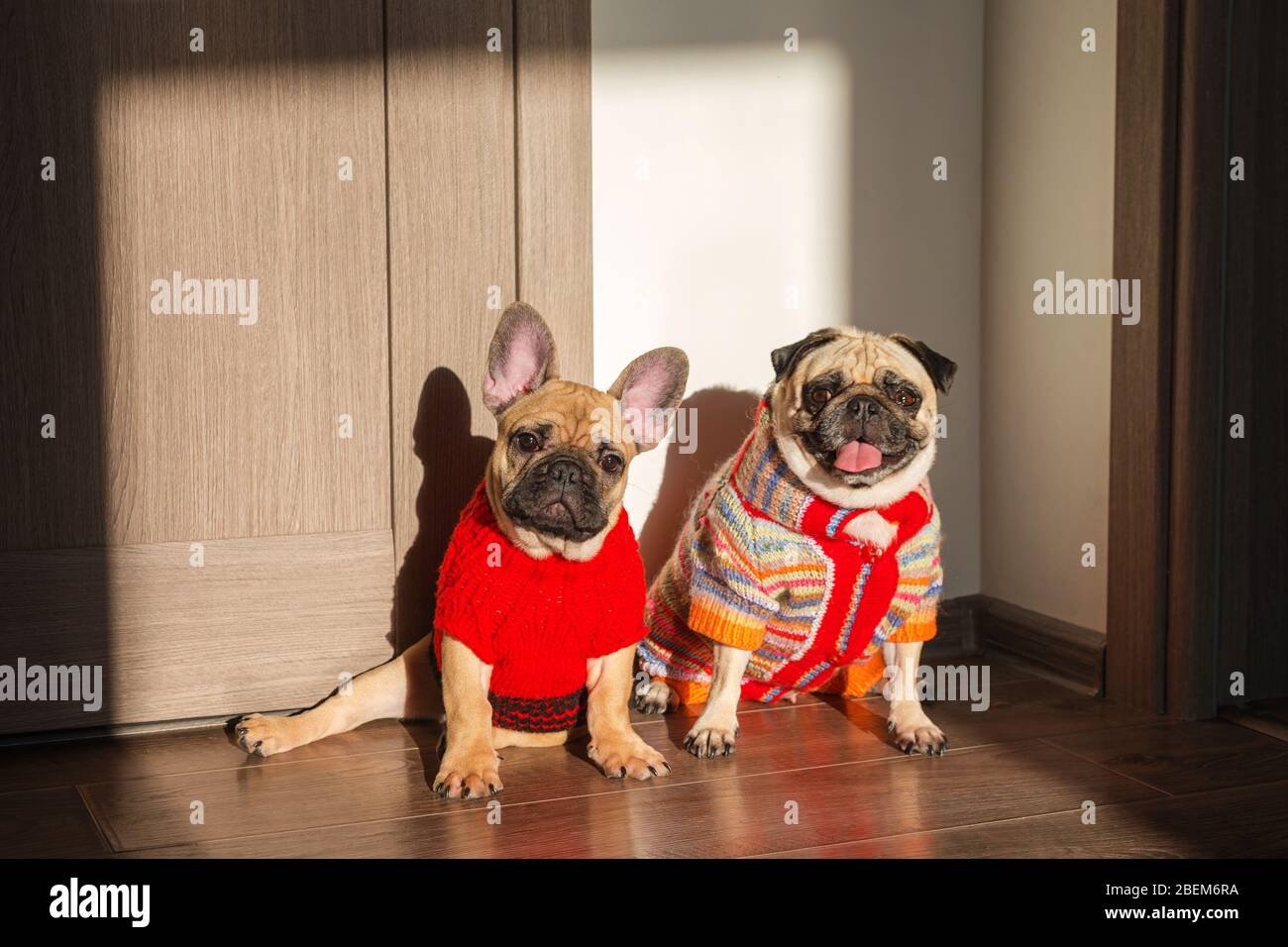 Mascotas felices Pig perro y bulldog francés vestido con suéteres de punto  en casa esperando a su propietario. Perros divertidos listos para salir. Ropa  para perros, moda Fotografía de stock - Alamy