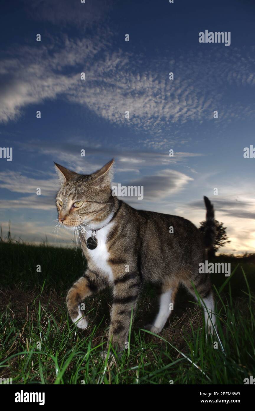 Gato tabby jugando al atardecer Foto de stock