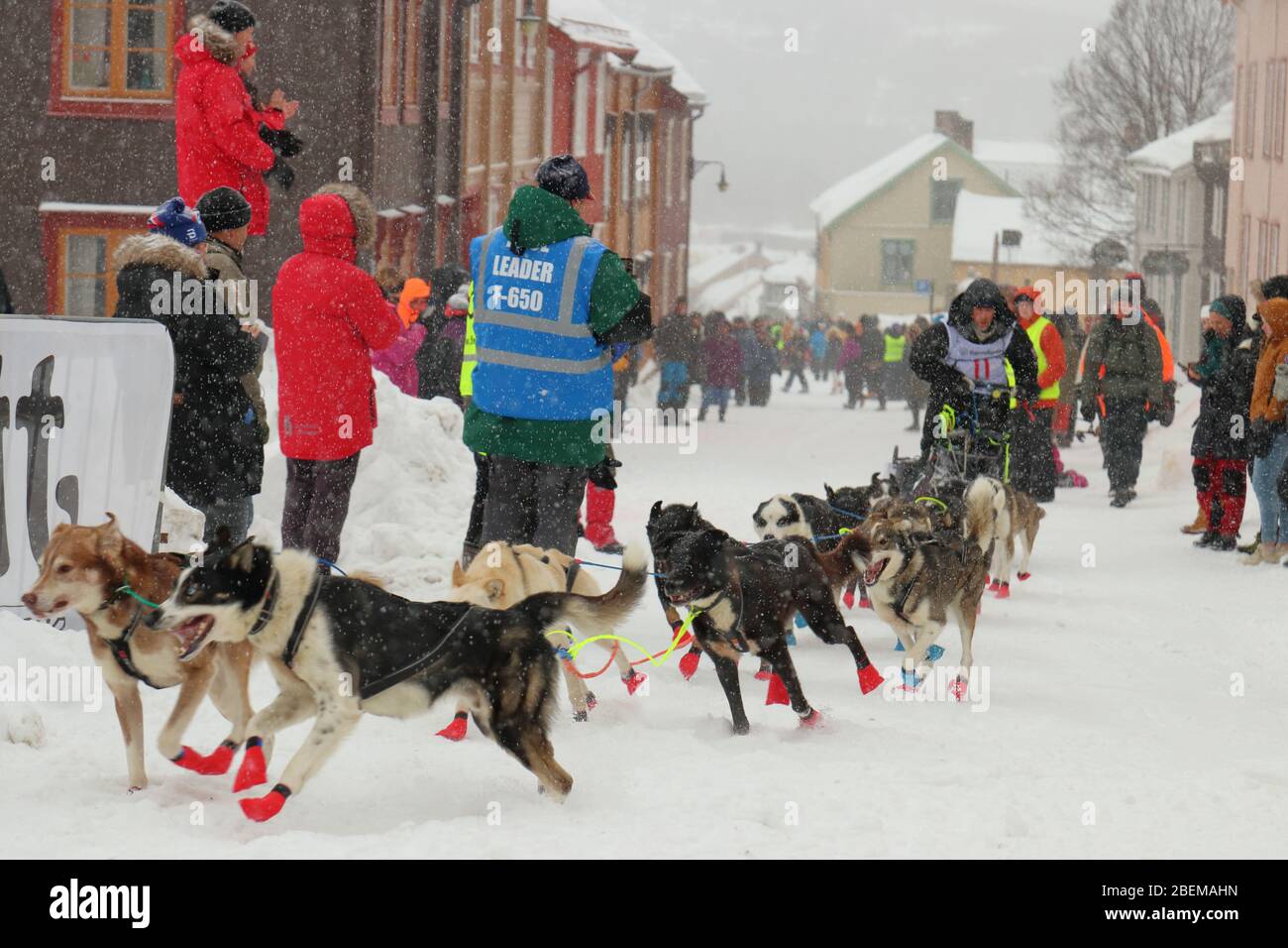 El equipo de perros de trineo de Husky al comienzo de la carrera de trineo de perros más grande del mundo 'Femundløpet/Femund Race' en la histórica ciudad minera de Røros, Noruega Foto de stock