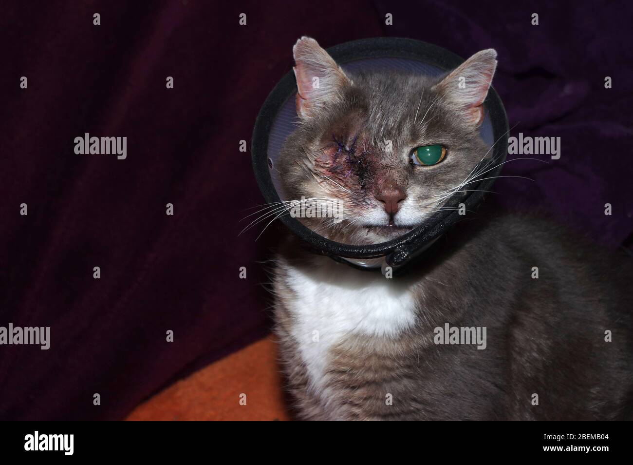 Gato de un ojo con collar cónico Foto de stock