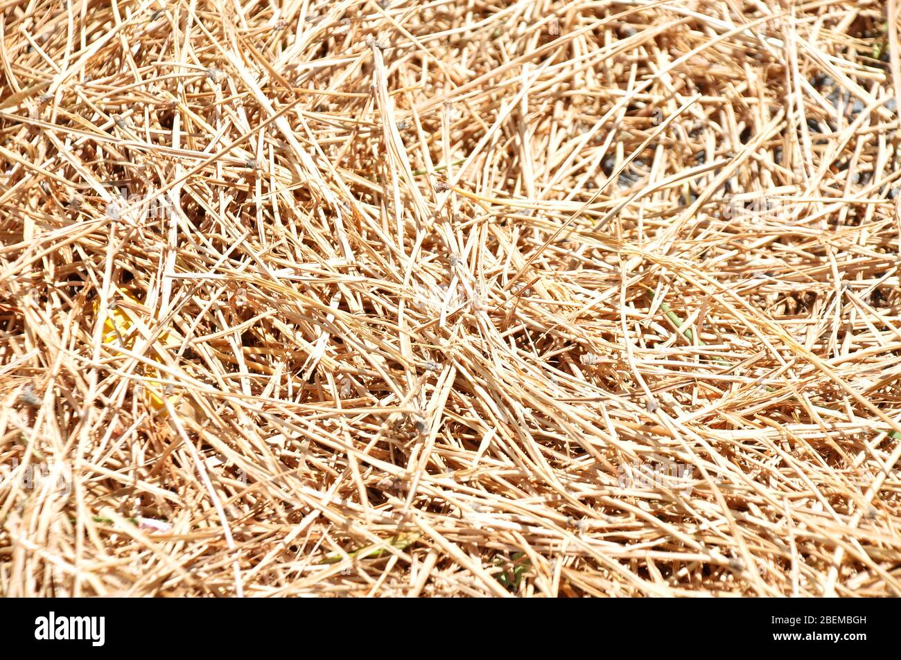 tallos y trozos de hierba o paja silvestre seca Foto de stock