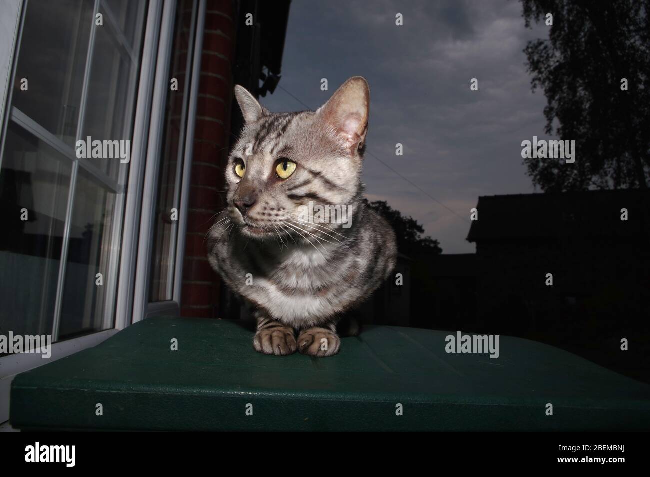 Ventana exterior de gato bengala Foto de stock