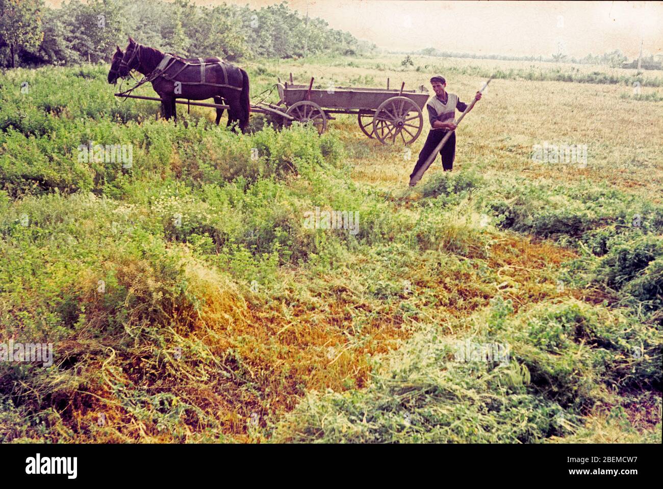 Agricultura campesina Granja cooperativa Bulgaria 1965 Foto de stock
