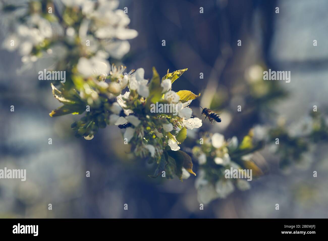 Abeja volando a un árbol de fruta blanca período de floración para recoger el polen para la miel Foto de stock