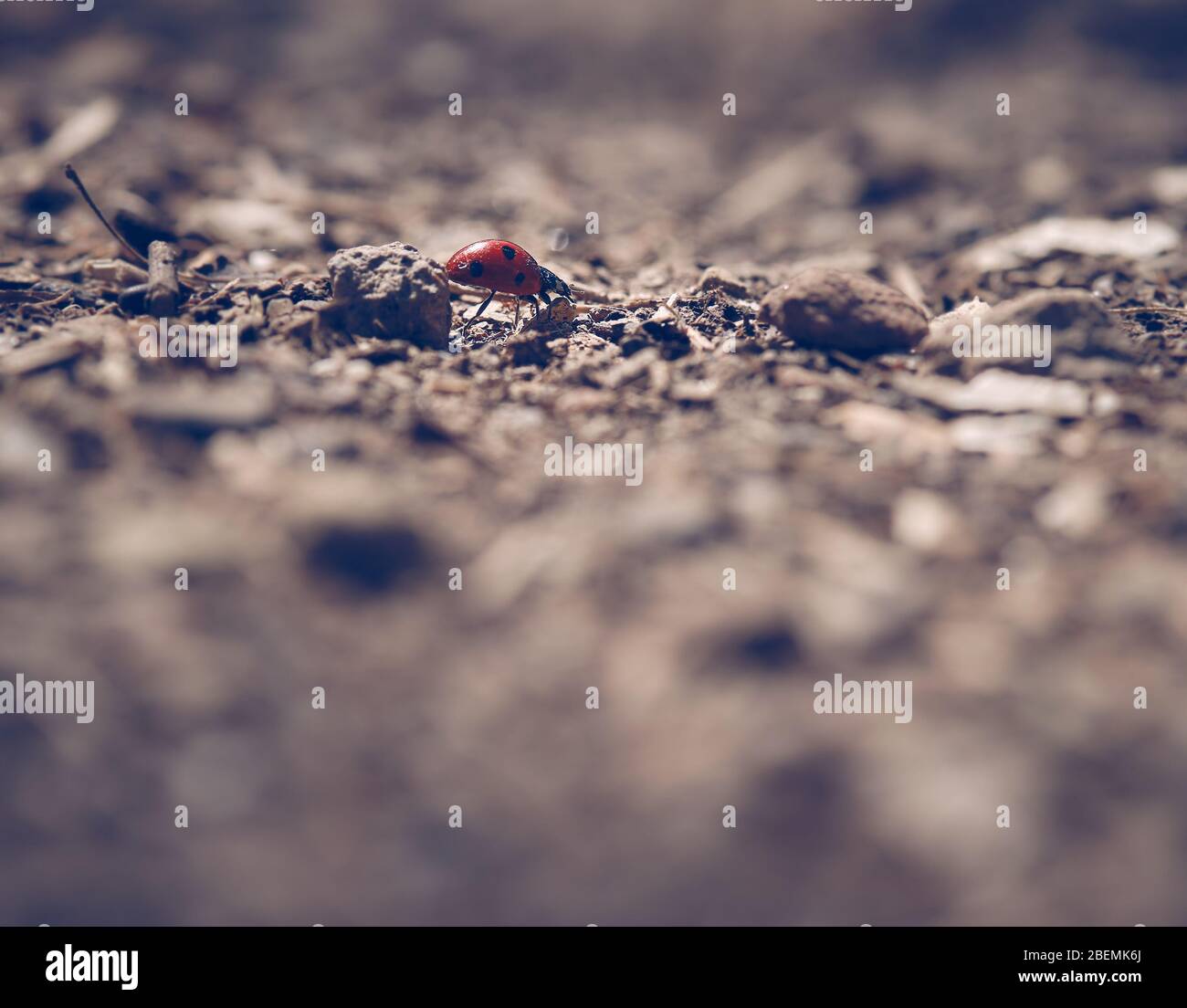 Escarabajo de señora pequeña en un mundo grande Foto de stock