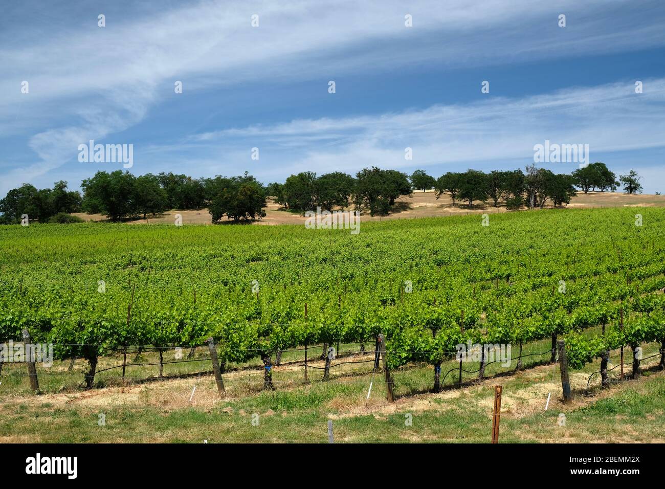 Hileras de viñedos en un viñedo AVA Rogue Valley en el sur de Oregón, cerca de los paisajes de Medford Foto de stock