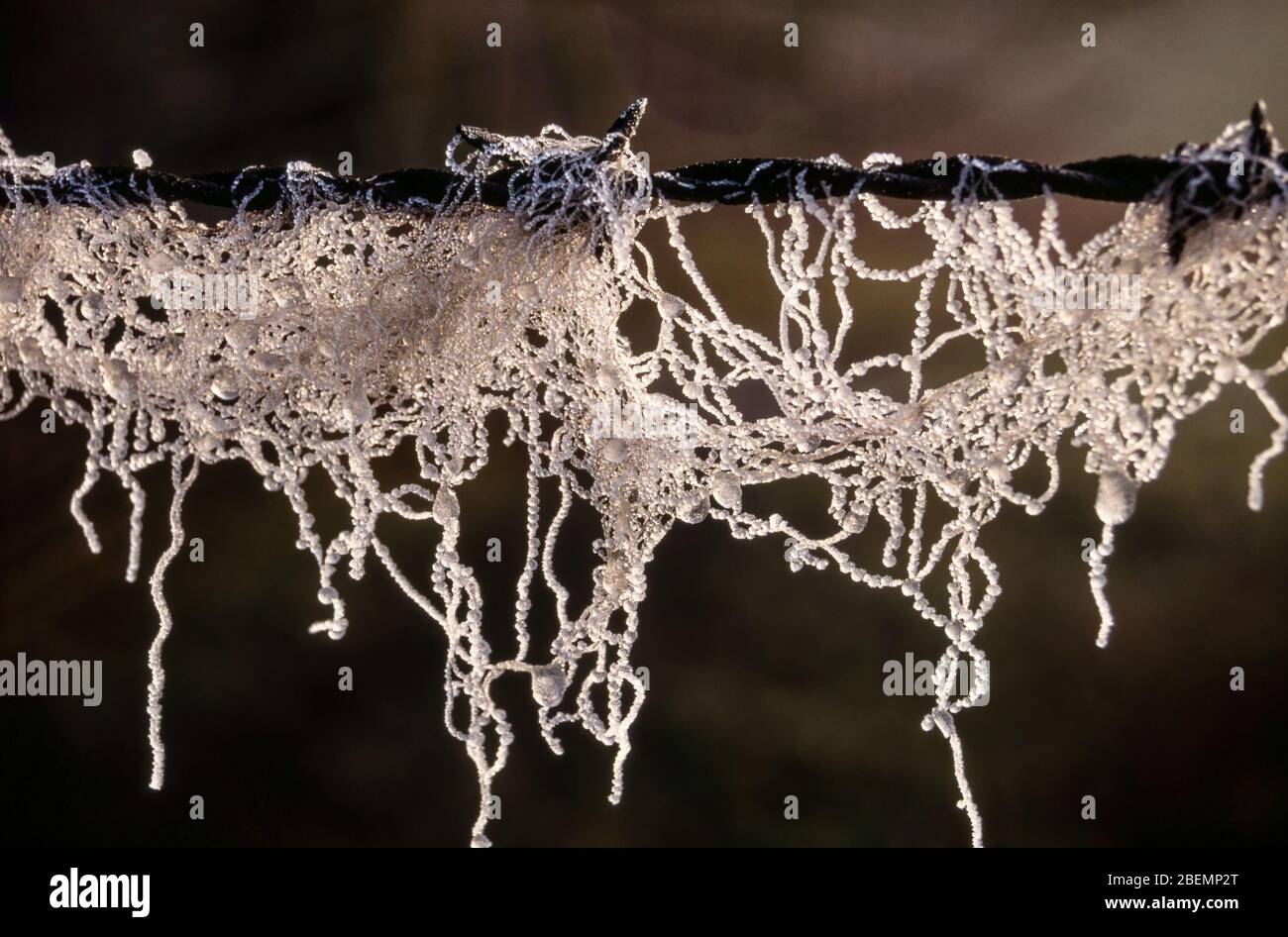 Cierre de hermosas gotas de agua congeladas en hebras de lana de oveja en una valla de alambre de púas en invierno Foto de stock