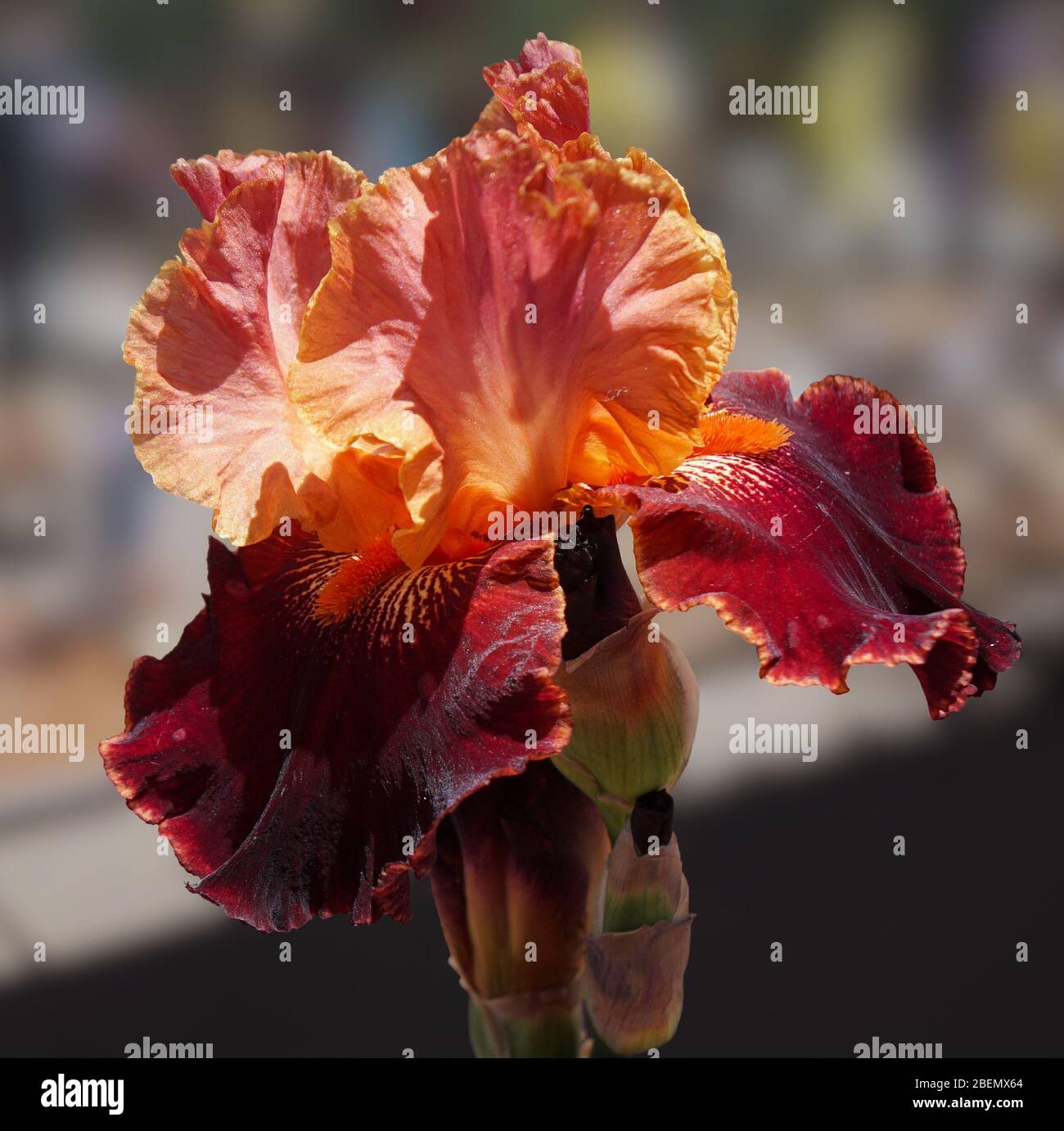 Las profundas cataratas de borgoña de este hermoso iris se desprende dramáticamente por sus brillantes barbas de color naranja y sus oscuros pétalos de melocotón. Foto de stock