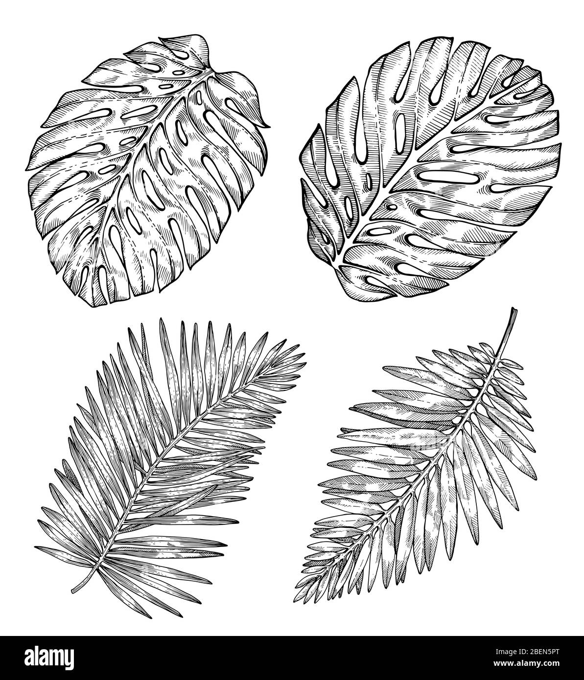 Hojas de palmera tropical dibujadas a mano. Croquis sobre fondo blanco. Decoración exótica de grabado para textiles, diseño de superficies o banner. Gran plantilla para Ilustración del Vector