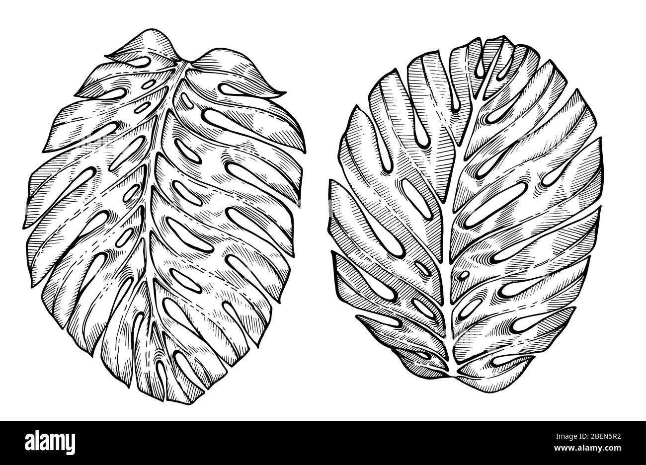 Hojas de palmera tropical dibujadas a mano. Croquis sobre fondo blanco. Decoración exótica de grabado para textiles, diseño de superficies o banner. Gran plantilla para Ilustración del Vector